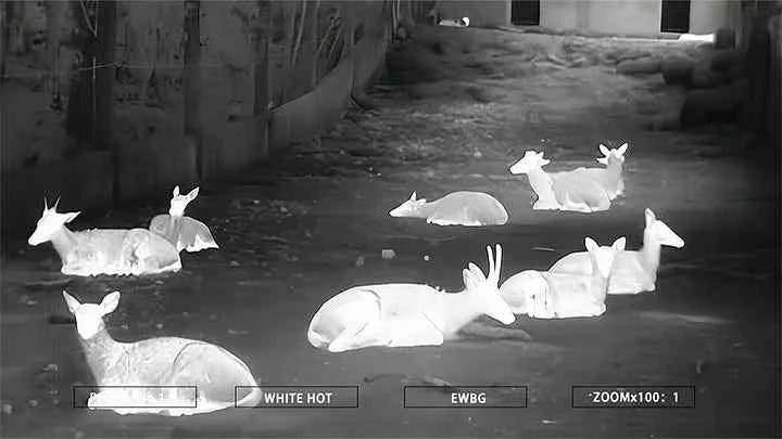 WOLF 3C Clip-On Thermal Imaging Rifle Scope 384x288 50Hz 12µm Hunting